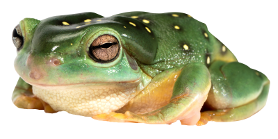 Frog Background PNG Images
