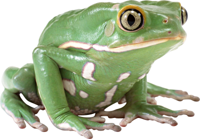 Frog Cut Out Png PNG Images