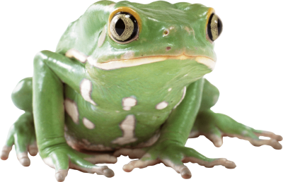 Frog Images PNG PNG Images