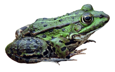 Frog High Quality PNG PNG Images