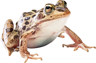 Frog HD Image PNG Images