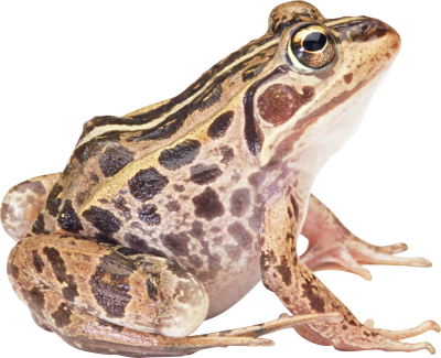 Frog Free PNG PNG Images