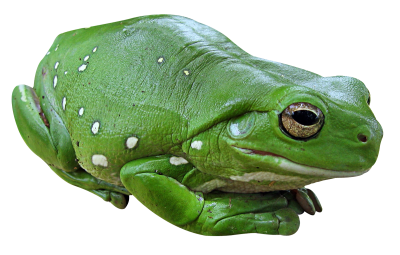 Frog Water Vector PNG Images