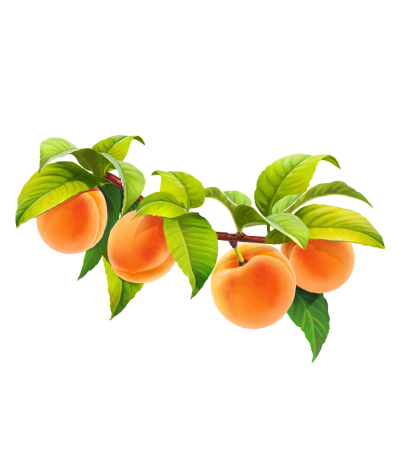 Download FRUIT Free PNG transparent image and clipart