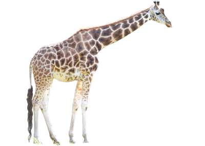 Africa Animal Giraffe Transparent PNG Images