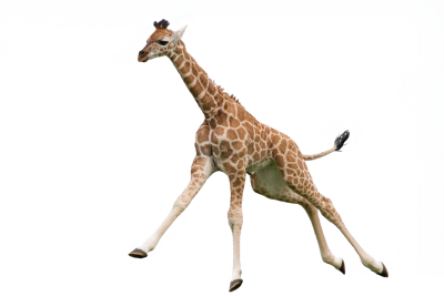 Bouncing Giraffe, Animal Transparent Png PNG Images