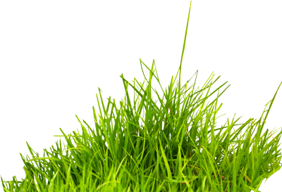 Green Grass Png Images, Grass, Nature, Foliage PNG Images