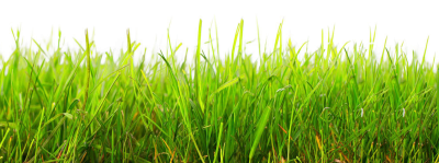 Grass Transparent Image, Field, Plant, Natural, Growth PNG Images