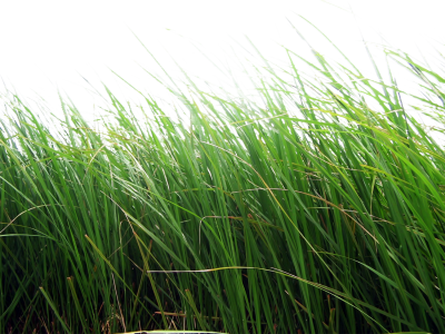 Green Grass Picture, Ground, Soil, Garden PNG Images