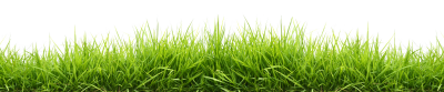 Green Grass Background, Wheat, Gathering, Root, Plant PNG Images
