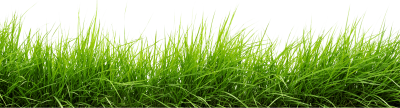 Mixed Green Grass View Transparent, Plant, Meadow, Soil PNG Images