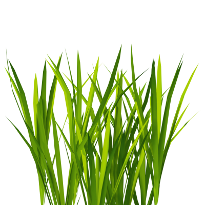 Transparent Tall Grass Picture, Chamomile, Root, Soil PNG Images