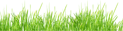 Large Size Green Grass Photo, Naturalness, Greens, Vegetables, Fruits, Seeds PNG Images