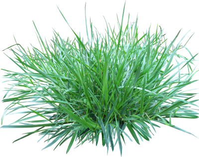 Medium Green Grass Photo, Flower, Plant, Growth, Field PNG Images