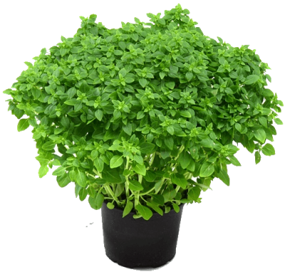 Herbs Free Download PNG Images