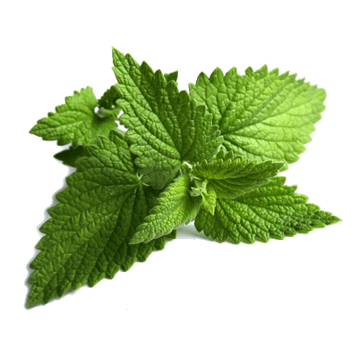 Herbs Transparent Picture PNG Images