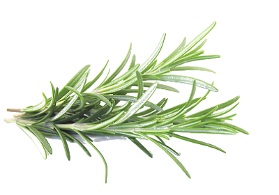 Herbs Clipart PNG Photos PNG Images