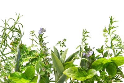 Herbs Clipart Photo PNG Images