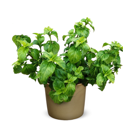 Herbs HD Image PNG Images