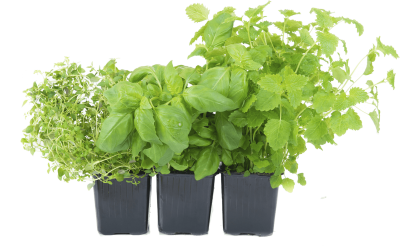 Herbs Wonderful Picture Images PNG Images