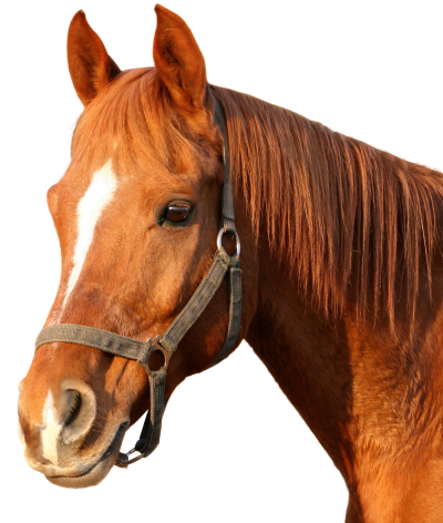 Horse Clipart Hd PNG PNG Images