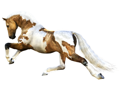 Mottled Horse PNG, Free Download PNG Images