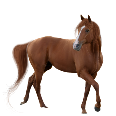 Animal Horse Cut Out PNG Images