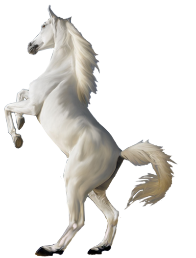 White Horse PNG PNG Images