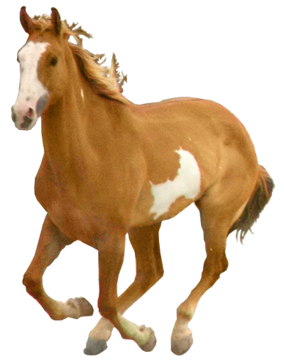 Horse Clipart, Free Picture Download PNG Images