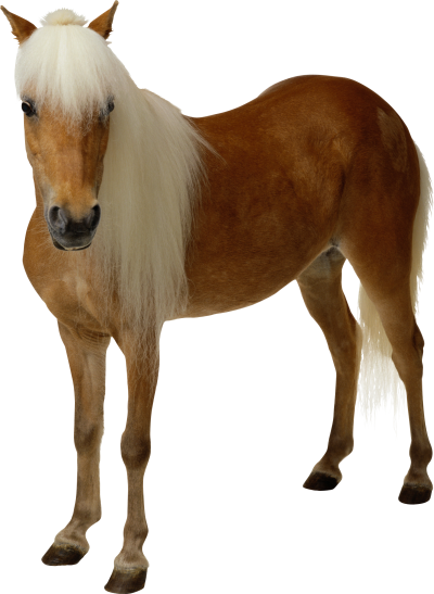 Cute Horse PNG Images