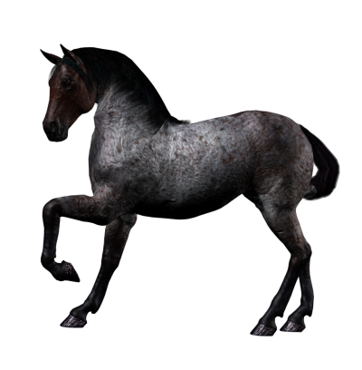 Horse Best PNG 16 PNG Images