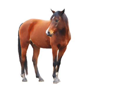 Horse Picture Brown Animal PNG Images