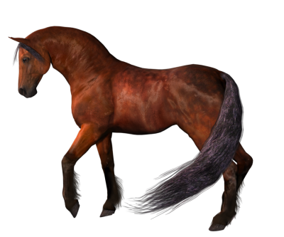 Horse Photos PNG Images