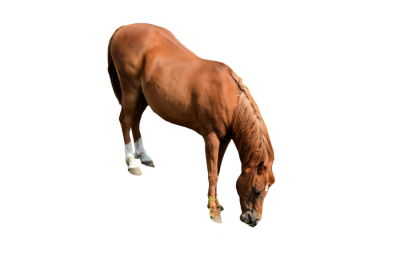 Horse Picture PNG Images