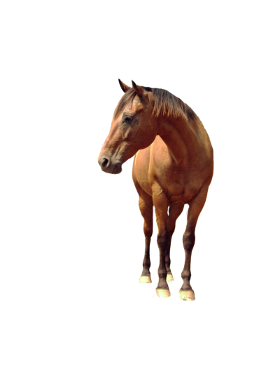 Horse Photo Image PNG Images