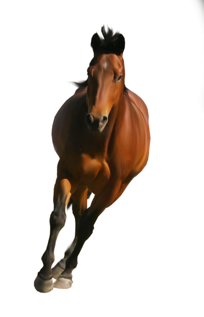 Horse Brown Picture Image Png PNG Images