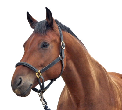Horse High Quality PNG PNG Images