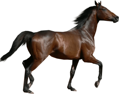 Running Horse Transparent Picture PNG Images