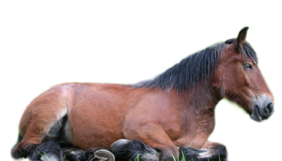 Sitting Horse PNG Images