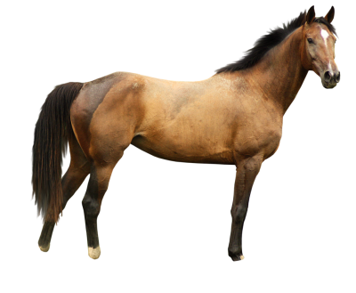 Horse Best PNG PNG Images