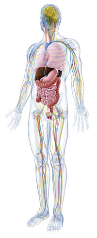 Transparent Human Body With Bodies Visible Png Transparent PNG Images