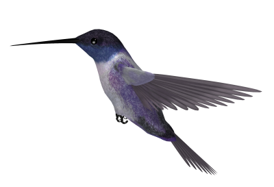 Hummingbird Tattoos Clipart Photo PNG Images