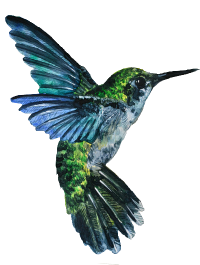 Hummingbird Tattoos Vector PNG Images