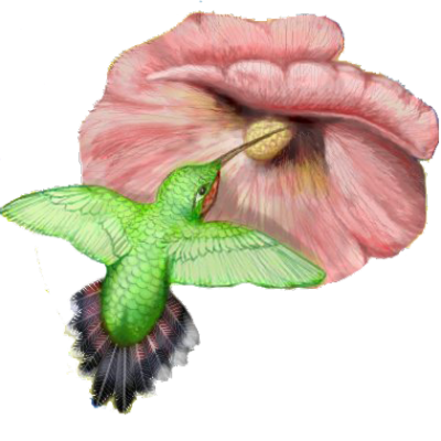 Photo Hummingbird Tattoos Clipart PNG Images