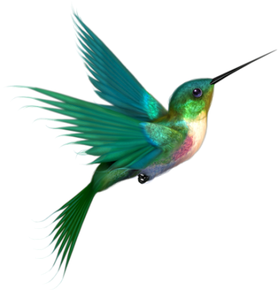 Picture Hummingbird Tattoos PNG Images