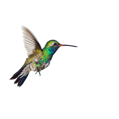 PNG Hummingbird Tattoos File Clipart PNG Images