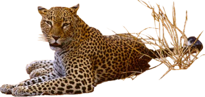 Jaguar Cut Out PNG Images