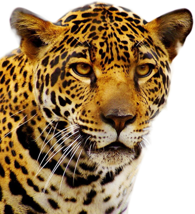 Jaguar Background PNG Images