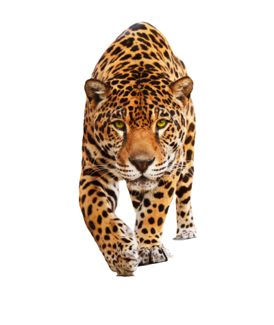 Jaguar Transparent Picture PNG Images