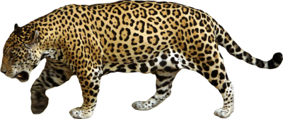 Jaguar High Quality PNG PNG Images